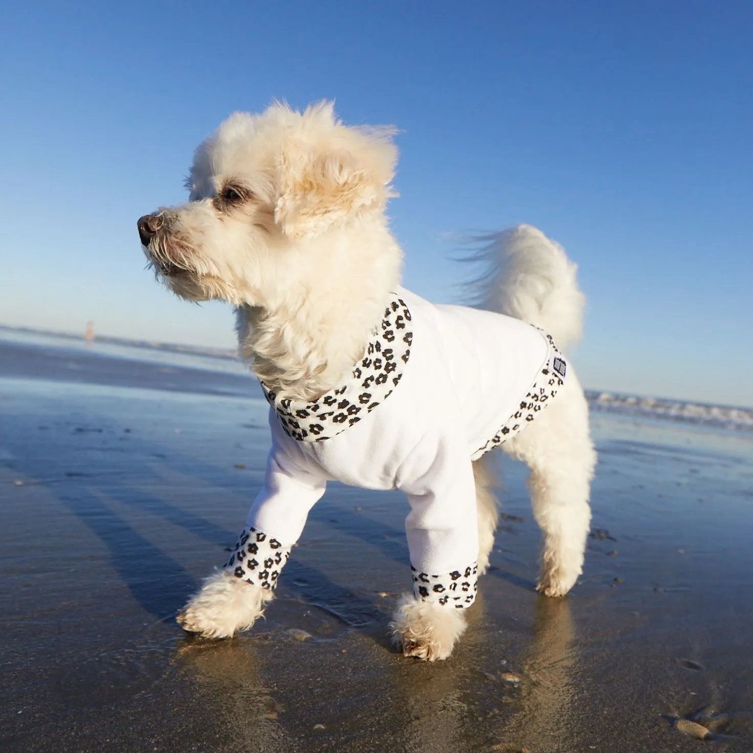 Furrr-ocious Snug Bug | Snowy-White Doggie Sweatshirt